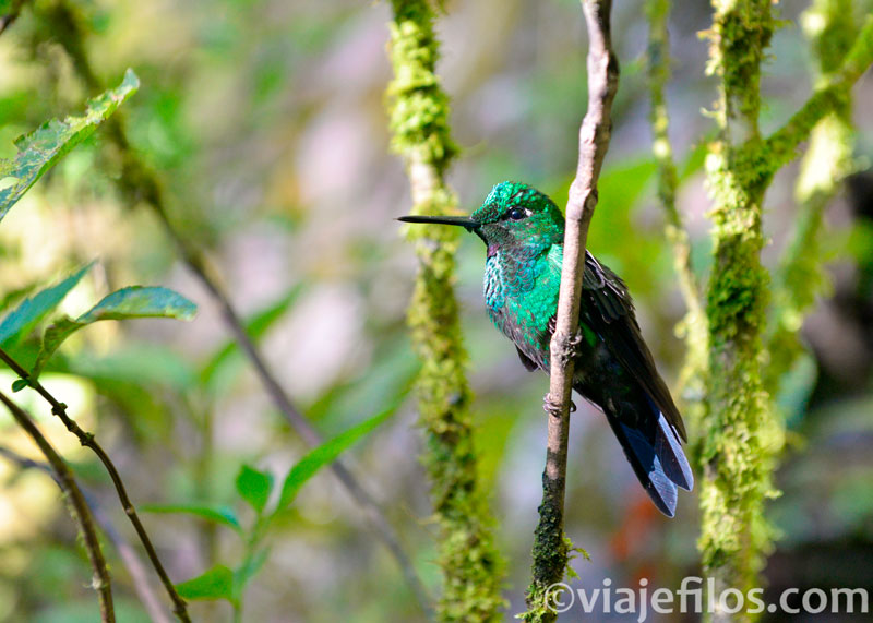 Colibri de Monteverde