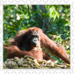 Los orangutanes de Indonesia, uno de los mejores sitios del mundo donde ver primates
