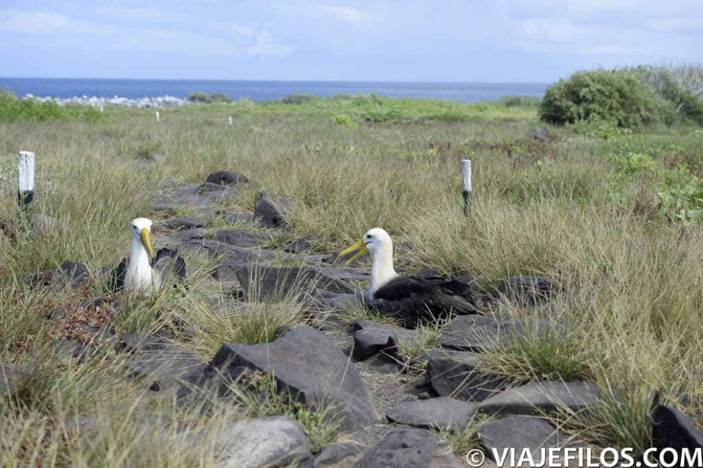 La colonica de albatros en La Española es uno de los lugares que no perderse en Galápagos
