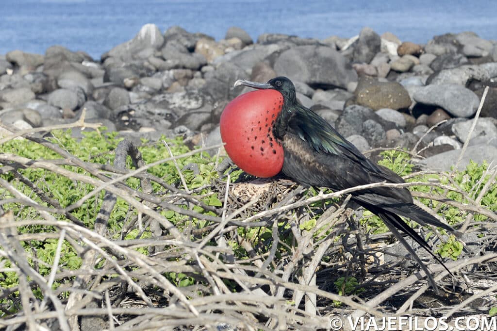 Las coloridas y hábiles fragatas anidan en Seymour Norte, imprescindible escala en Galápagos
