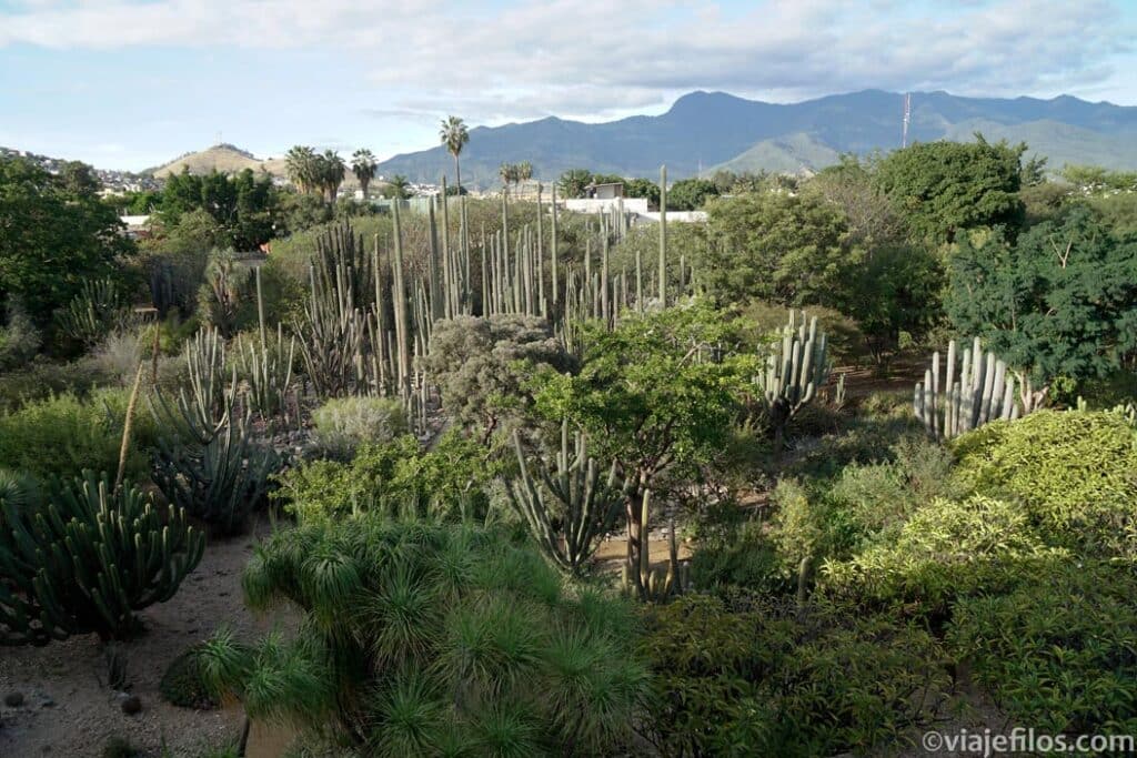 El jardín etnobotánico de Oaxaca