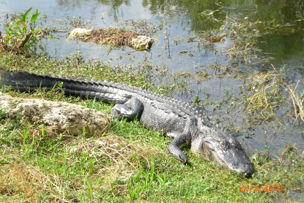 Miami, Everglades 01 Los animales de Miami
